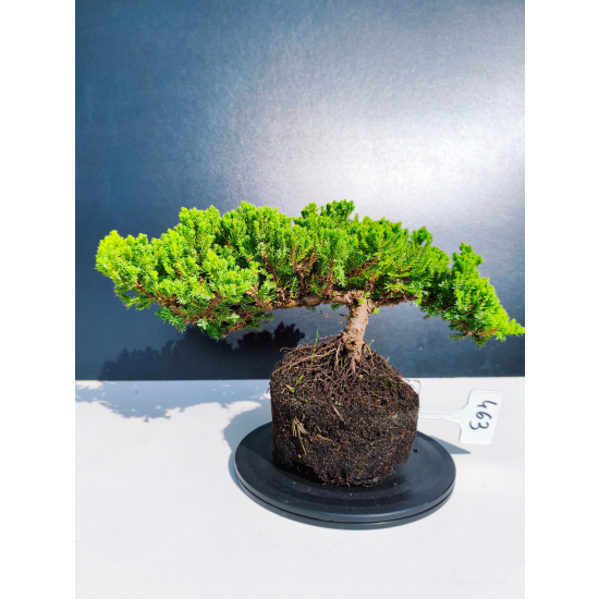 Żywe Drzewko Bonsai Jałowiec Rozesłany Procumbens 11-letni +GRATIS 463