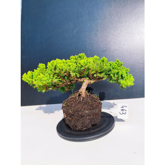 Żywe Drzewko Bonsai Jałowiec Rozesłany Procumbens 11-letni +GRATIS 463