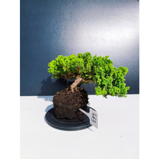Żywe Drzewko Bonsai Jałowiec Rozesłany Procumbens 11-letni +GRATIS 463