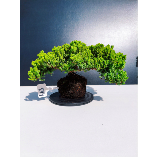 Żywe Drzewko Bonsai Jałowiec Rozesłany Procumbens 11-letni +GRATIS 463