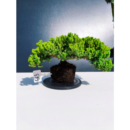 Żywe Drzewko Bonsai Jałowiec Rozesłany Procumbens 11-letni +GRATIS 463