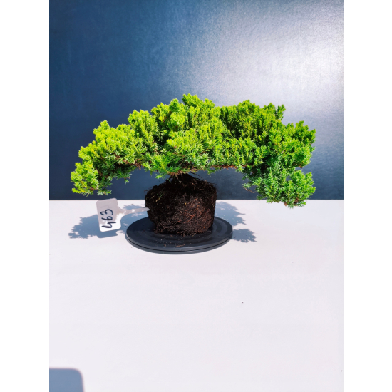 Żywe Drzewko Bonsai Jałowiec Rozesłany Procumbens 11-letni +GRATIS 463