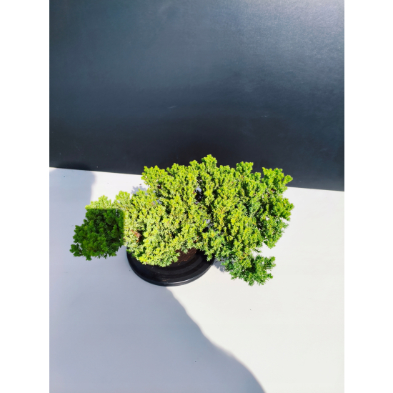 Żywe Drzewko Bonsai Jałowiec Rozesłany Procumbens 11-letni +GRATIS 463