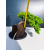 Żywe Drzewko Bonsai Jałowiec Rozesłany Procumbens 11-letni +GRATIS 478