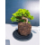 Żywe Drzewko Bonsai Jałowiec Rozesłany Procumbens 11-letni +GRATIS 478