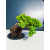 Żywe Drzewko Bonsai Jałowiec Rozesłany Procumbens 11-letni +GRATIS 478