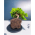 Żywe Drzewko Bonsai Jałowiec Rozesłany Procumbens 11-letni +GRATIS 478