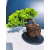 Żywe Drzewko Bonsai Jałowiec Rozesłany Procumbens 11-letni +GRATIS 478