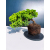 Żywe Drzewko Bonsai Jałowiec Rozesłany Procumbens 11-letni +GRATIS 478