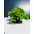 Żywe Drzewko Bonsai Jałowiec Rozesłany Procumbens 11-letni +GRATIS 478