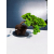 Żywe Drzewko Bonsai Jałowiec Rozesłany Procumbens 11-letni +GRATIS 478