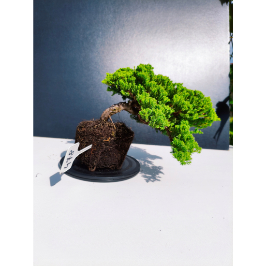 Żywe Drzewko Bonsai Jałowiec Rozesłany Procumbens 11-letni +GRATIS 478