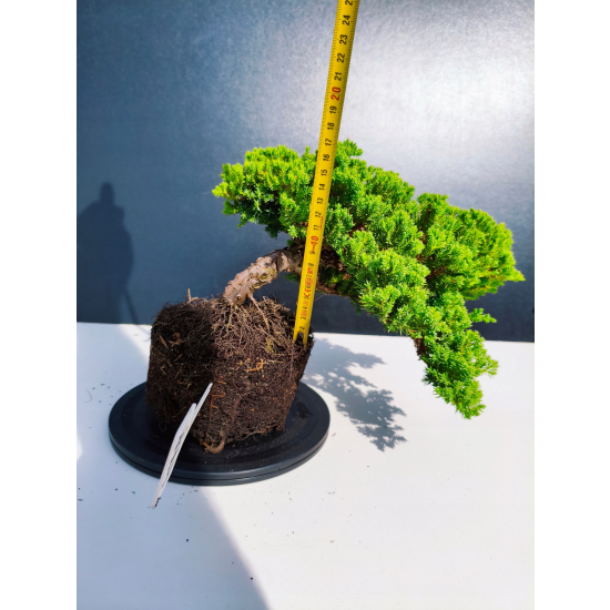 Żywe Drzewko Bonsai Jałowiec Rozesłany Procumbens 11-letni +GRATIS 478