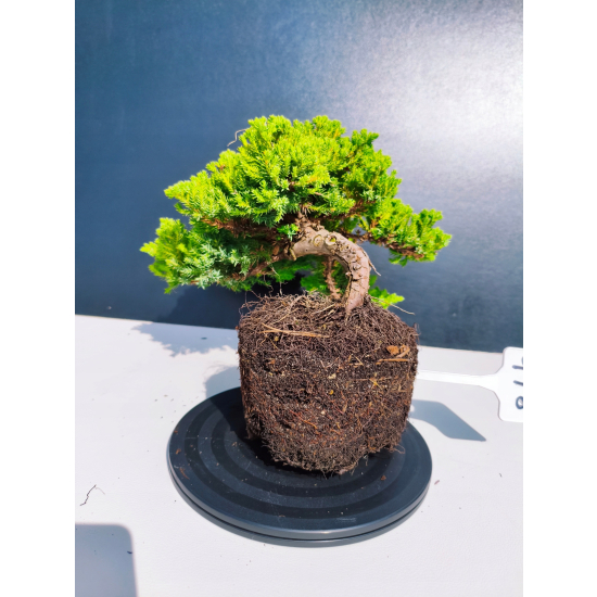 Żywe Drzewko Bonsai Jałowiec Rozesłany Procumbens 11-letni +GRATIS 478