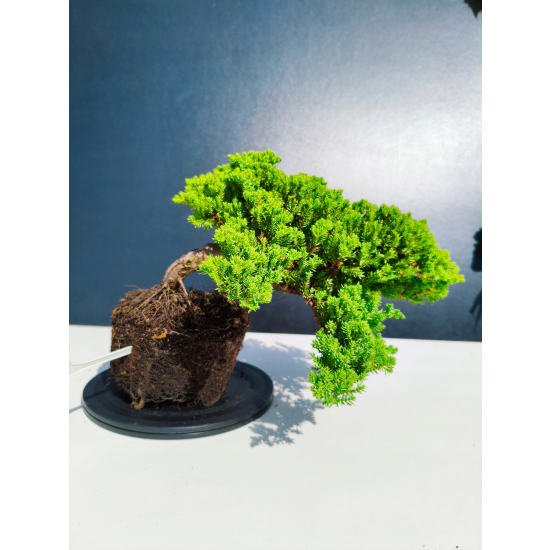 Żywe Drzewko Bonsai Jałowiec Rozesłany Procumbens 11-letni +GRATIS 478