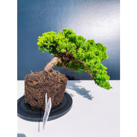 Żywe Drzewko Bonsai Jałowiec Rozesłany Procumbens 11-letni +GRATIS 478