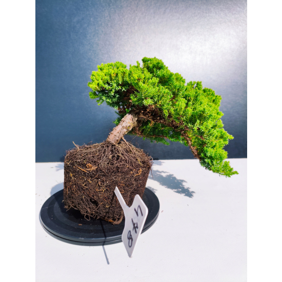 Żywe Drzewko Bonsai Jałowiec Rozesłany Procumbens 11-letni +GRATIS 478