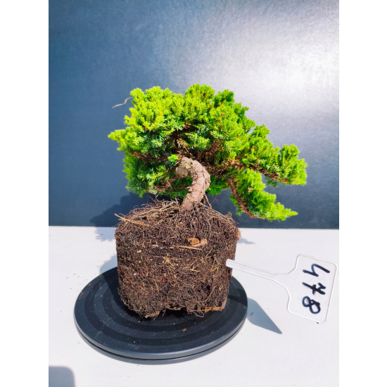 Żywe Drzewko Bonsai Jałowiec Rozesłany Procumbens 11-letni +GRATIS 478