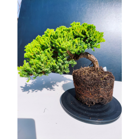 Żywe Drzewko Bonsai Jałowiec Rozesłany Procumbens 11-letni +GRATIS 478
