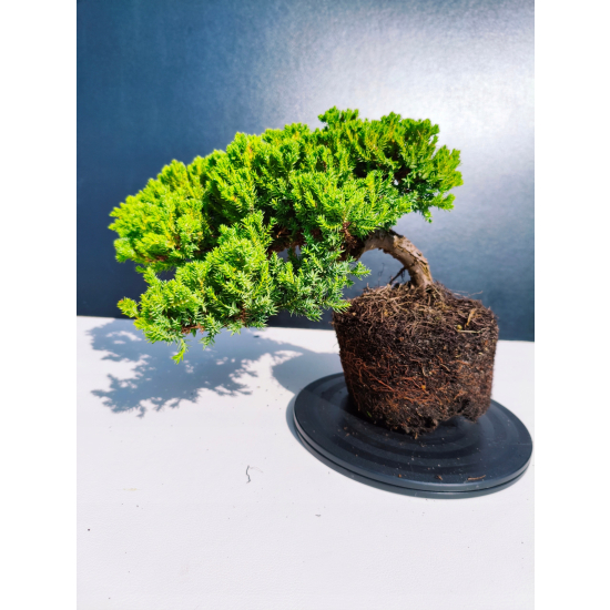 Żywe Drzewko Bonsai Jałowiec Rozesłany Procumbens 11-letni +GRATIS 478