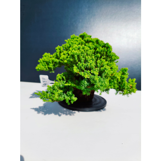 Żywe Drzewko Bonsai Jałowiec Rozesłany Procumbens 11-letni +GRATIS 478