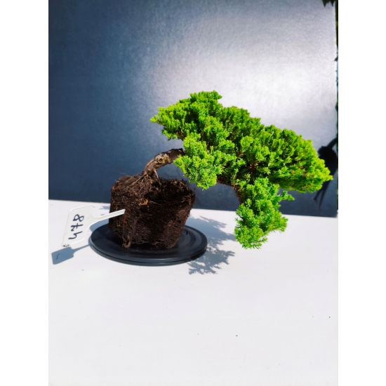 Żywe Drzewko Bonsai Jałowiec Rozesłany Procumbens 11-letni +GRATIS 478