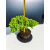 Żywe Drzewko Bonsai Jałowiec Rozesłany Procumbens 11-letni +GRATIS 461