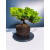 Żywe Drzewko Bonsai Jałowiec Rozesłany Procumbens 11-letni +GRATIS 461