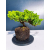 Żywe Drzewko Bonsai Jałowiec Rozesłany Procumbens 11-letni +GRATIS 461