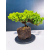 Żywe Drzewko Bonsai Jałowiec Rozesłany Procumbens 11-letni +GRATIS 461