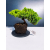 Żywe Drzewko Bonsai Jałowiec Rozesłany Procumbens 11-letni +GRATIS 461