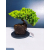 Żywe Drzewko Bonsai Jałowiec Rozesłany Procumbens 11-letni +GRATIS 461