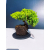 Żywe Drzewko Bonsai Jałowiec Rozesłany Procumbens 11-letni +GRATIS 461