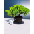 Żywe Drzewko Bonsai Jałowiec Rozesłany Procumbens 11-letni +GRATIS 461