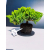 Żywe Drzewko Bonsai Jałowiec Rozesłany Procumbens 11-letni +GRATIS 461