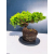 Żywe Drzewko Bonsai Jałowiec Rozesłany Procumbens 11-letni +GRATIS 461