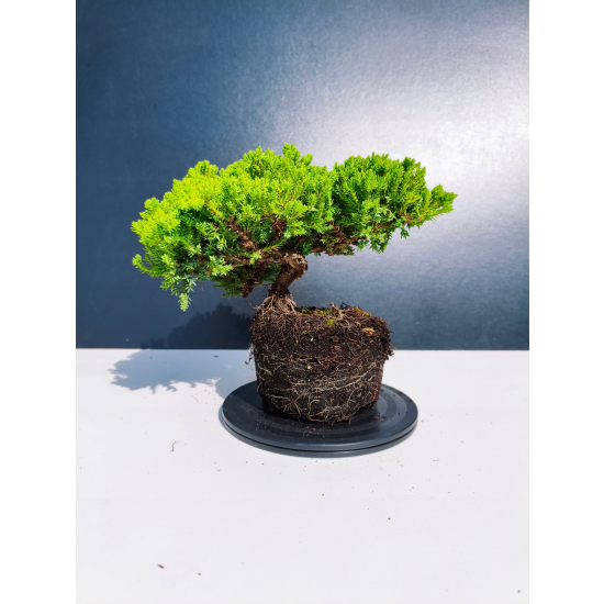 Żywe Drzewko Bonsai Jałowiec Rozesłany Procumbens 11-letni +GRATIS 461