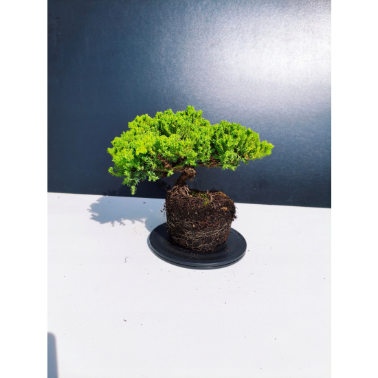 Żywe Drzewko Bonsai Jałowiec Rozesłany Procumbens 11-letni +GRATIS 461