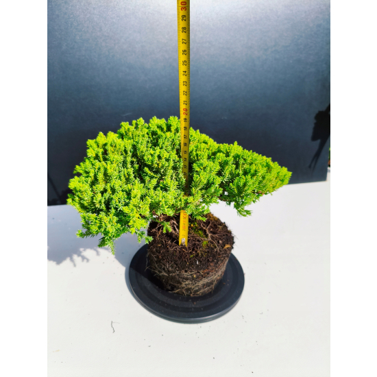 Żywe Drzewko Bonsai Jałowiec Rozesłany Procumbens 11-letni +GRATIS 461