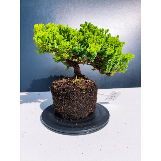 Żywe Drzewko Bonsai Jałowiec Rozesłany Procumbens 11-letni +GRATIS 461