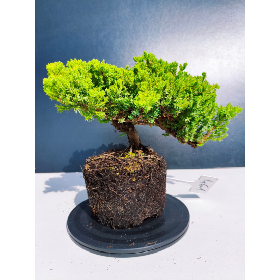 Żywe Drzewko Bonsai Jałowiec Rozesłany Procumbens 11-letni +GRATIS 461