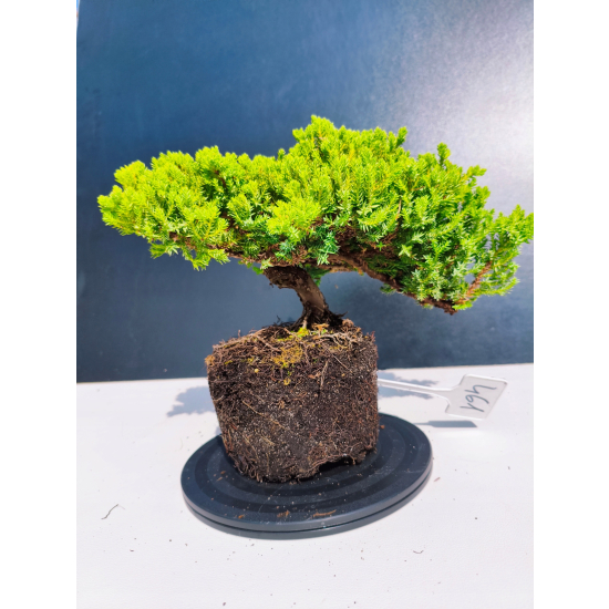 Żywe Drzewko Bonsai Jałowiec Rozesłany Procumbens 11-letni +GRATIS 461