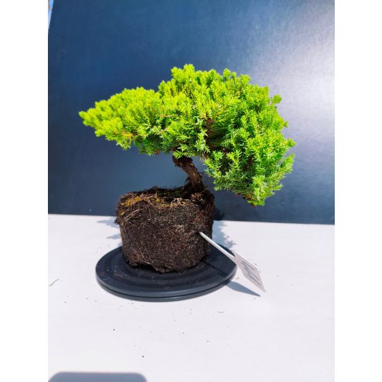 Żywe Drzewko Bonsai Jałowiec Rozesłany Procumbens 11-letni +GRATIS 461