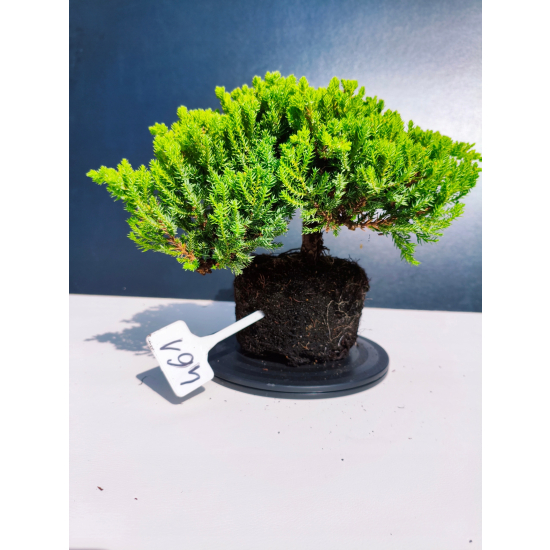 Żywe Drzewko Bonsai Jałowiec Rozesłany Procumbens 11-letni +GRATIS 461