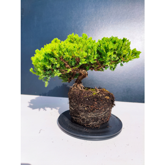 Żywe Drzewko Bonsai Jałowiec Rozesłany Procumbens 11-letni +GRATIS 461