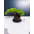 Żywe Drzewko Bonsai Jałowiec Rozesłany Procumbens 11-letni +GRATIS 448