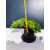 Żywe Drzewko Bonsai Jałowiec Rozesłany Procumbens 11-letni +GRATIS 448