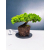 Żywe Drzewko Bonsai Jałowiec Rozesłany Procumbens 11-letni +GRATIS 448