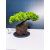 Żywe Drzewko Bonsai Jałowiec Rozesłany Procumbens 11-letni +GRATIS 448