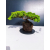Żywe Drzewko Bonsai Jałowiec Rozesłany Procumbens 11-letni +GRATIS 448